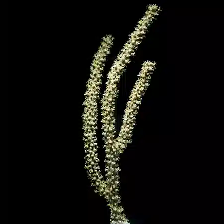  ECO-GORGONIAN ??? Hazel Eunice