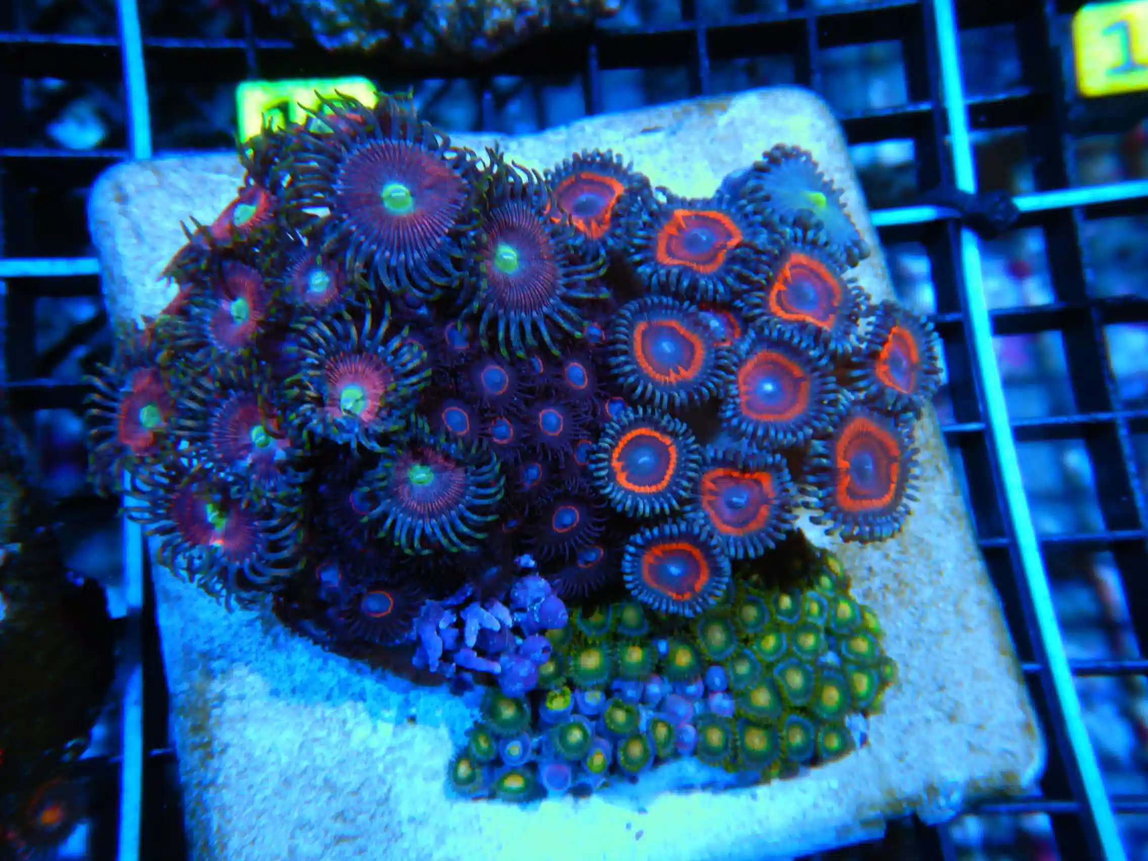 B13 -ZOA COLONY ROCK INDO