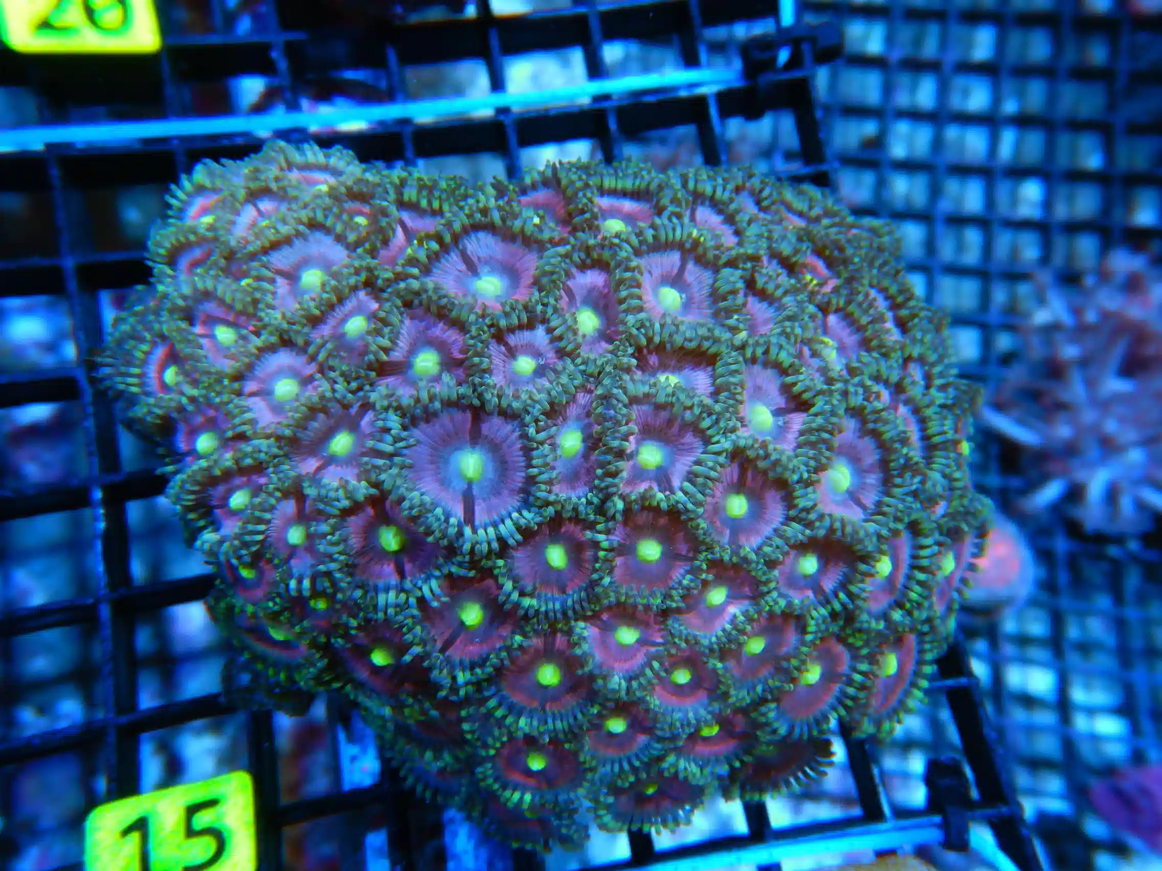 B15 -ZOA COLONY ROCK INDO