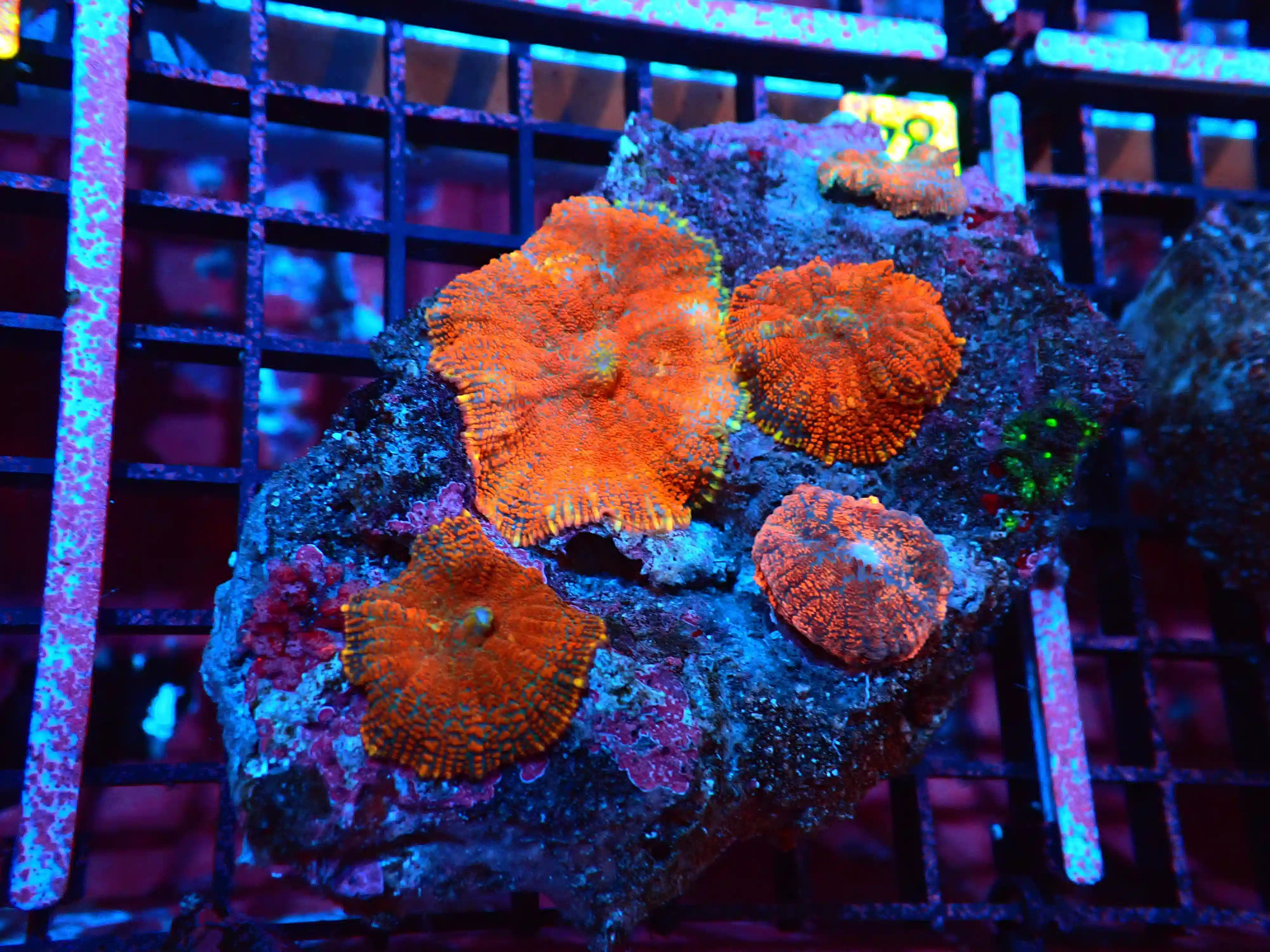 B84 -MUSHROOM RHODACTIS INDO ORANGE