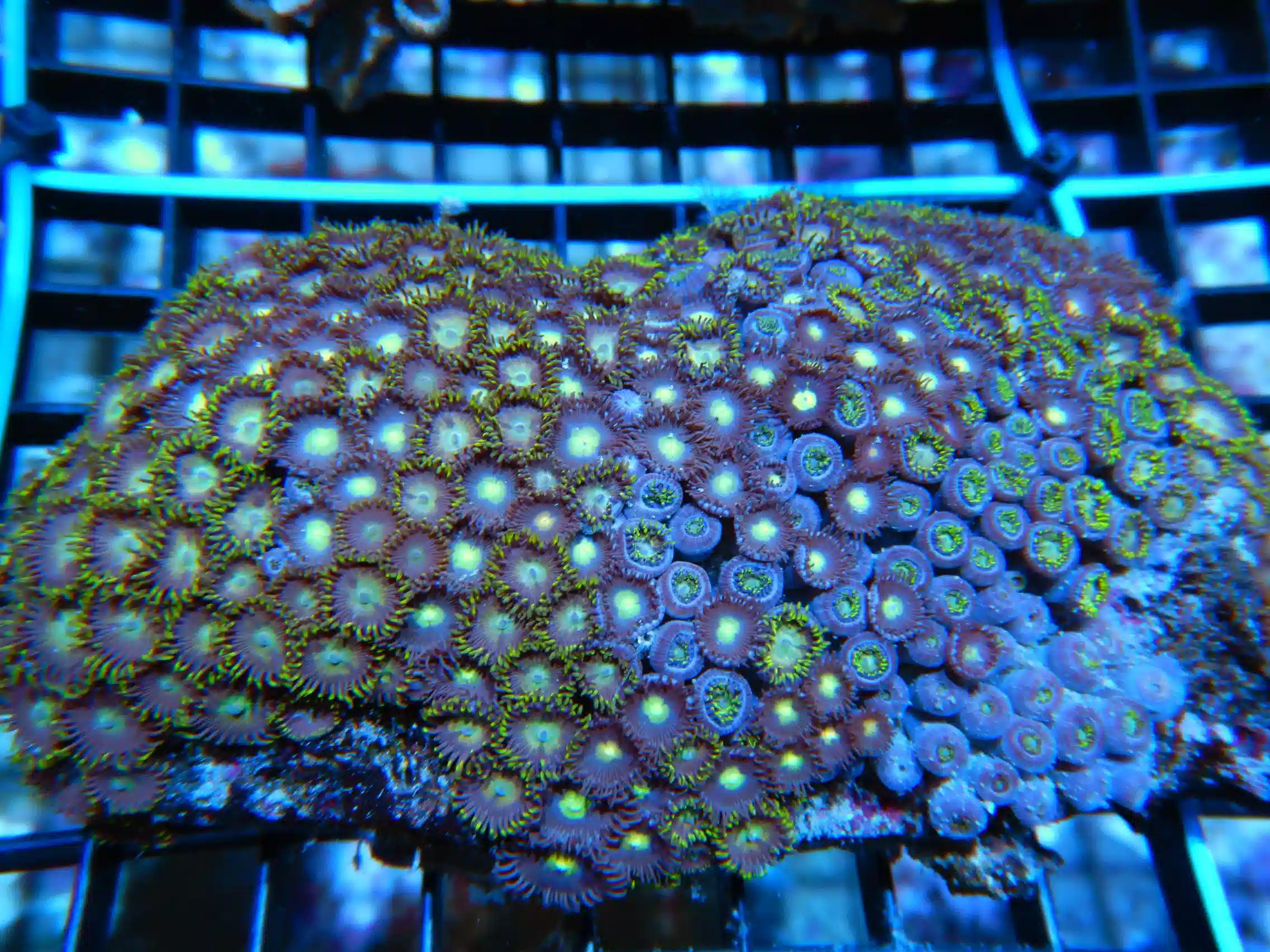 C32 -ZOA COLONY ROCK INDO