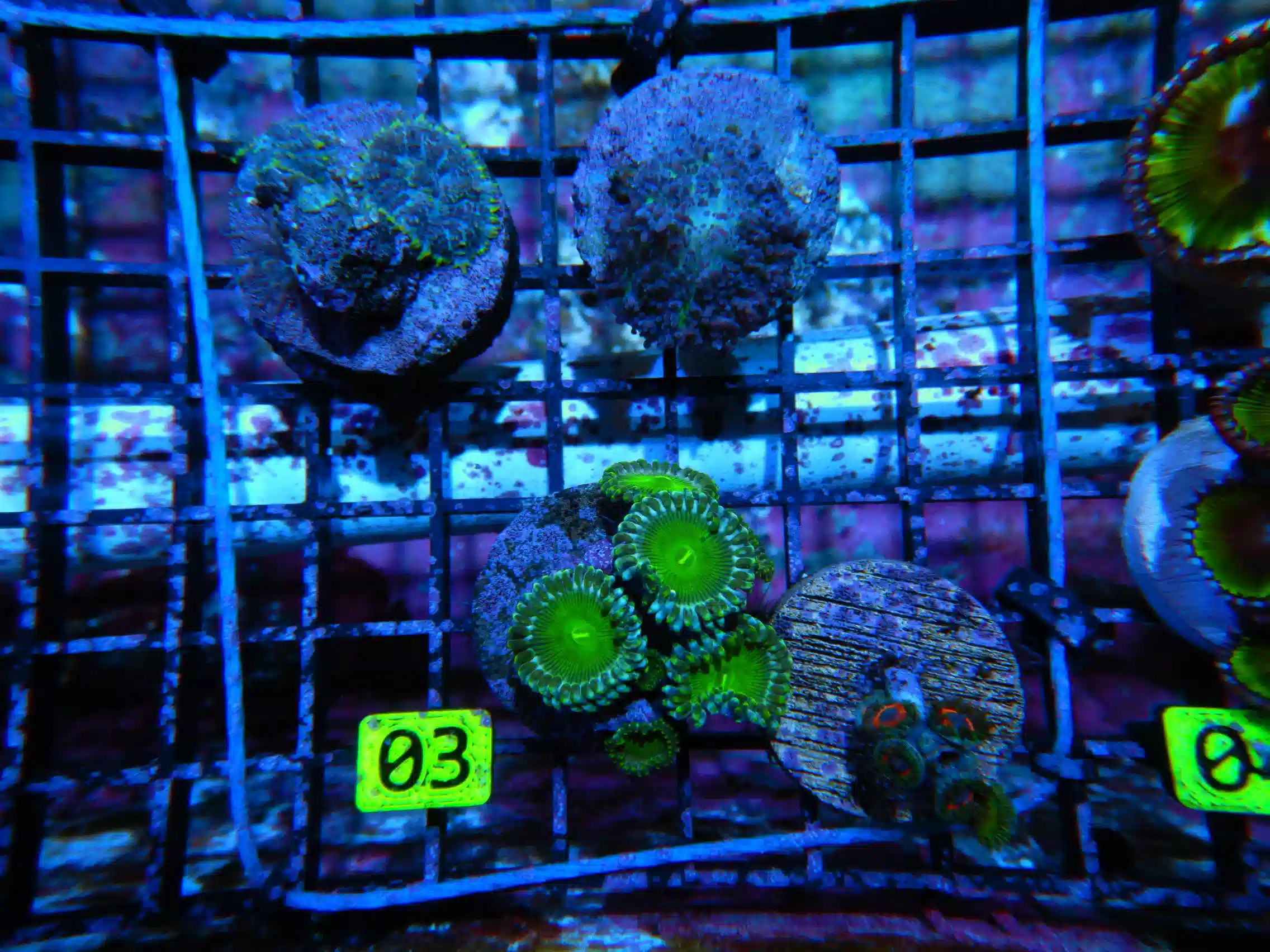 4PK ZOA MUSHROOM CULTURED