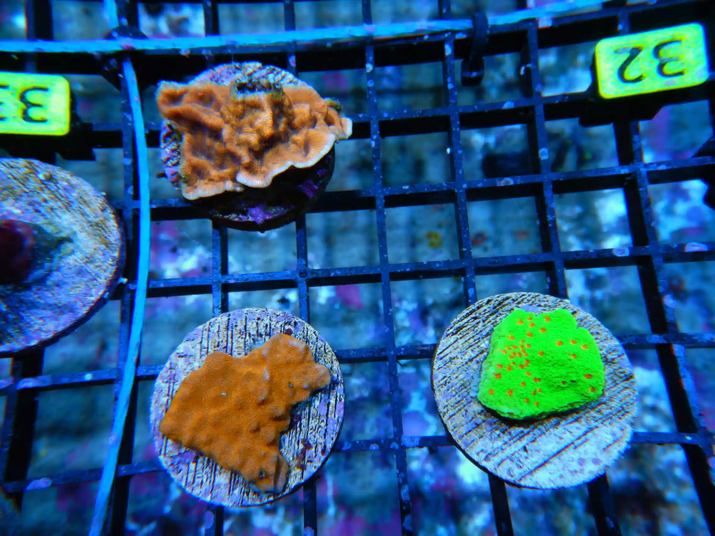 3PK MONTIPORA COMBO