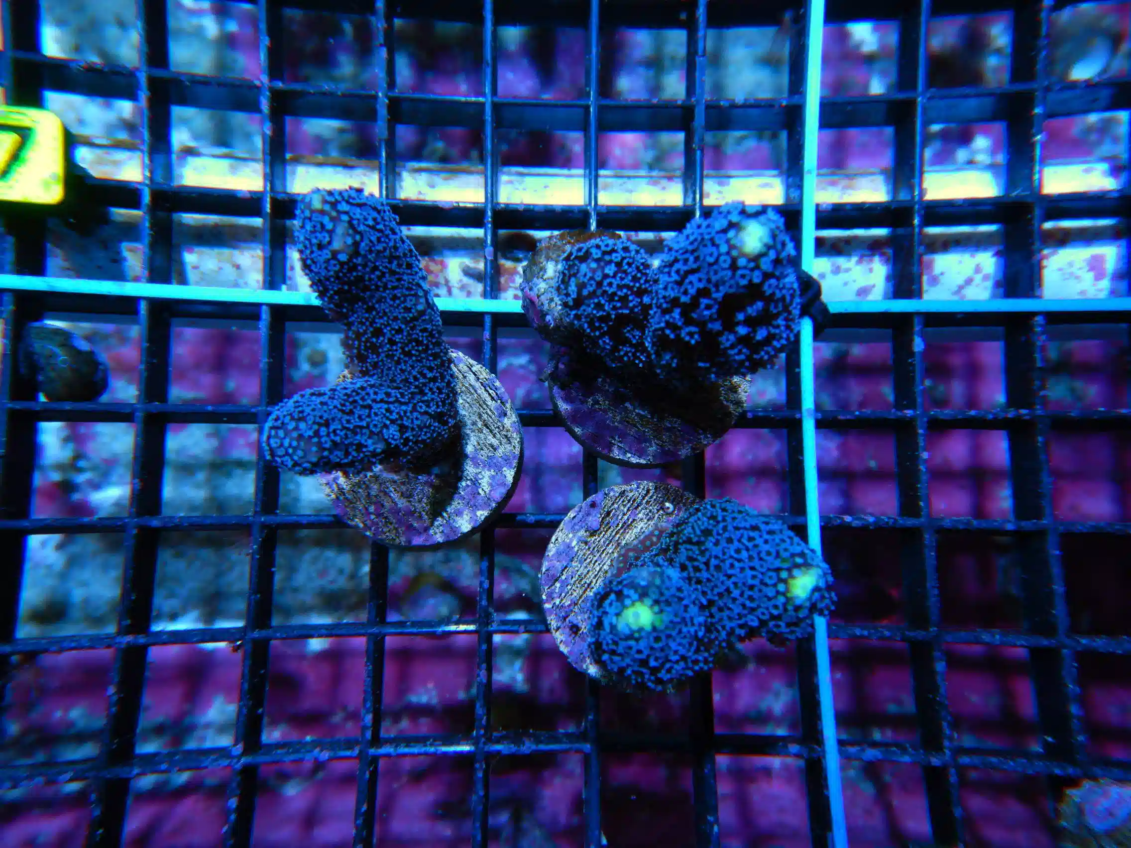 J02 -STYLOPHORA EACH BLUE