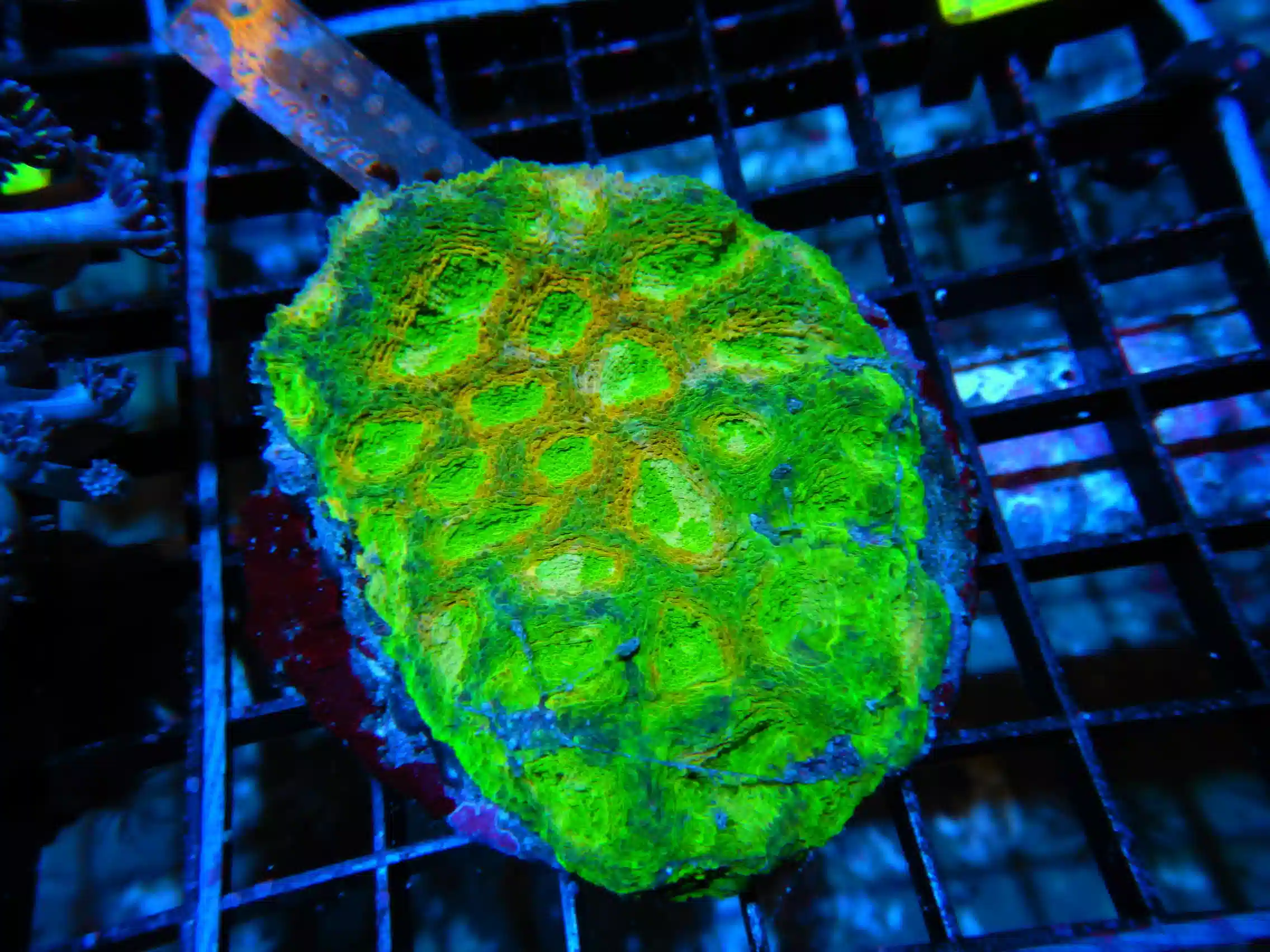 S29 -ACAN ECHINATA INDO CULTURED