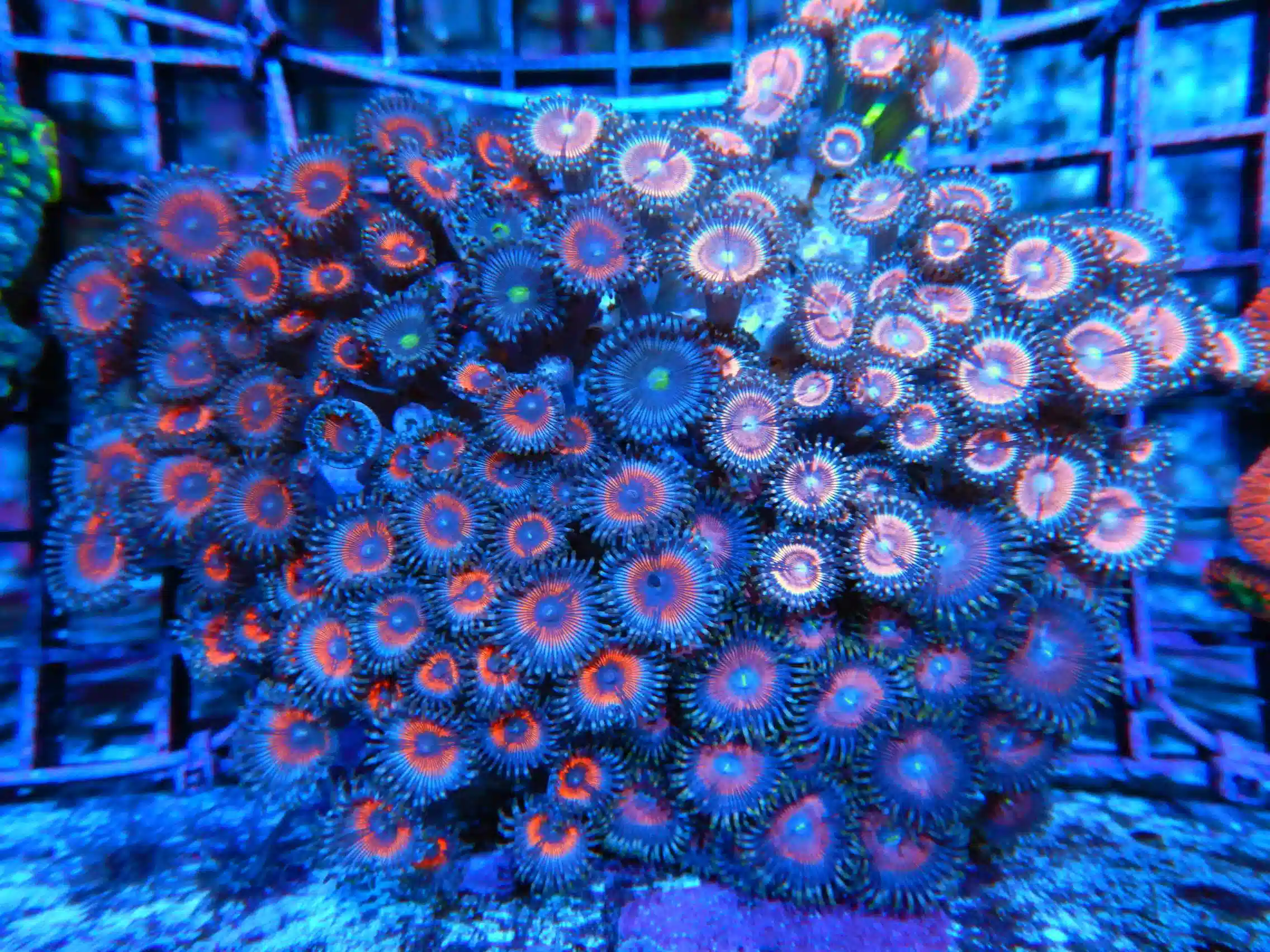 T48 -ZOA COLONY ROCK INDO