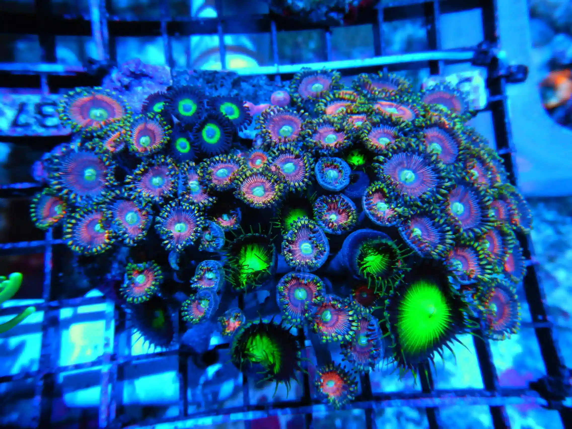 U36 -ZOA COLONY ROCK INDO