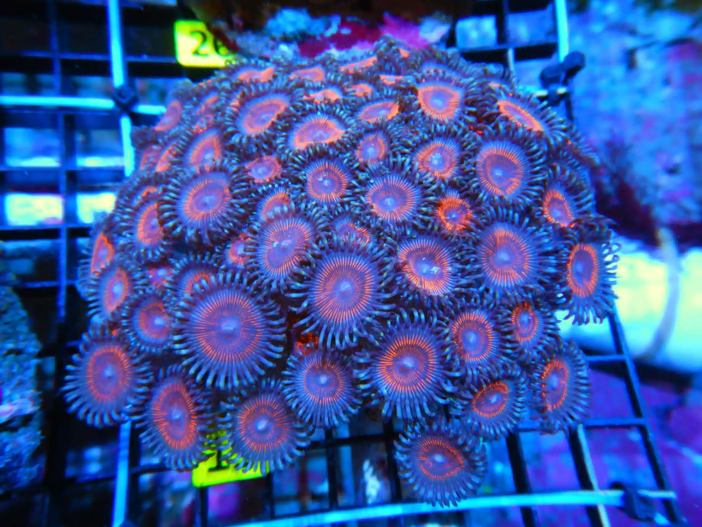 W15 -ZOA COLONY ROCK INDO