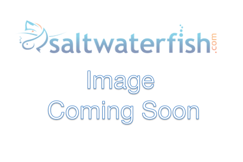 MarinePure Biofilter Media Block - 8" x 8" x 4"