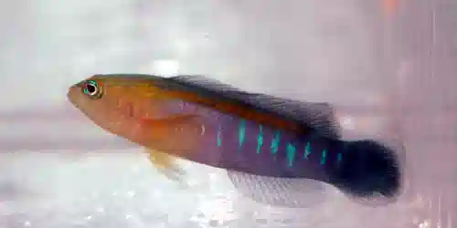 Blue Bar Pseudochromis: Female