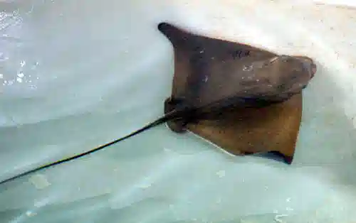 Bat Stingray 