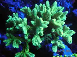 Horn Coral Hydnophora: Fluorescent