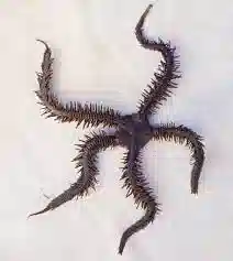 Black Brittle Star