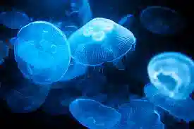 Moon Jellyfish