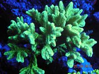 Horn Coral Hydnophora: Neon Green - Aquacultured