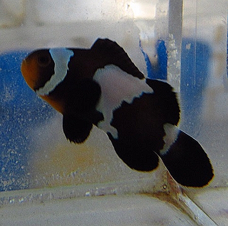 Proaquatix Black Snowflake Clownfish  - forum featured product