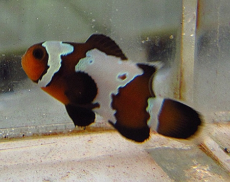 Proaquatix Bullet Hole Clownfish