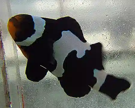 ORA Black Snowflake Clownfish Captive-Bred