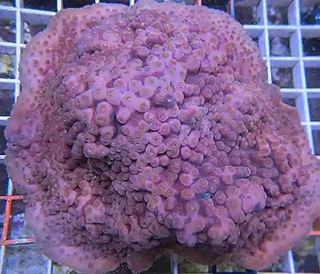 Montipora #193