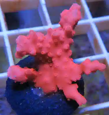 ORA Orange Setosa Montipora Coral