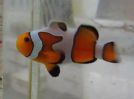 Proaquatix - Gladiator Clownfish #257