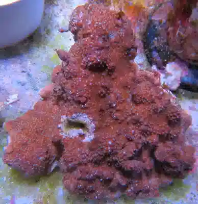 Encrusting Montipora #T 336