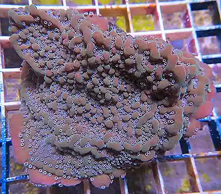 Montipora #T 452