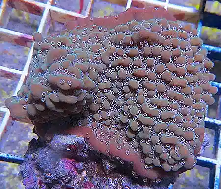 Montipora #T 453