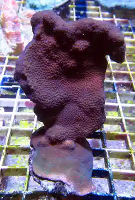 Multicolor Encrusting Montipora #T 620