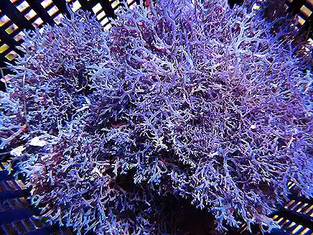 ORA Blue Hypnea