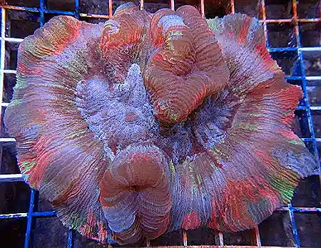 Red and Green Closed Brain Coral #201