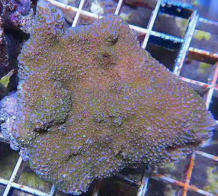 Encrusting Montipora with Green Polyps #487