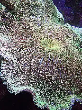 Green/Yellow Carpet Anemone - LARGE #300