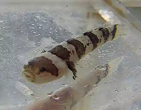 ORA Jaguar Goby