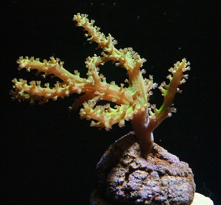 Leather - Green Sinularia Aquacultured - Soft Corals - Coral