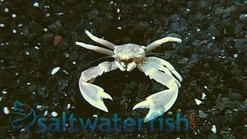 Anemone Crab: White