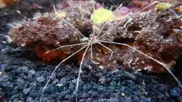 Arrow Crab