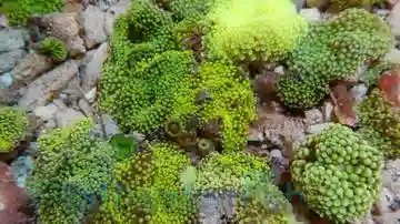 Mushroom Polyp - Green Ricordea Pack of 5