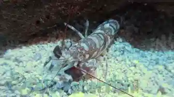 saltwater shrimp species