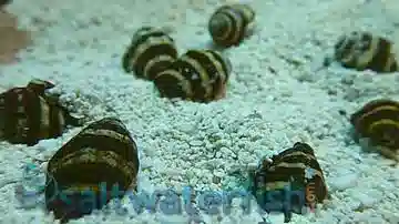 Bumble Bee Snail - Group of 10