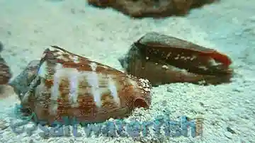 Tiger Sand Conch - Caribbean