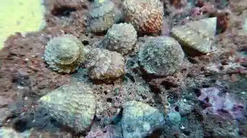 saltwater snails