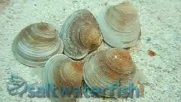 Cleaner Clam  - Group of 5