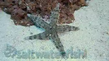 African Red Knob (Red Tip) Starfish