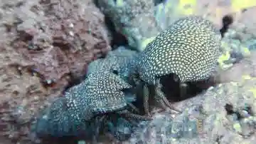 Red Leg Hermit Crab - Mexico