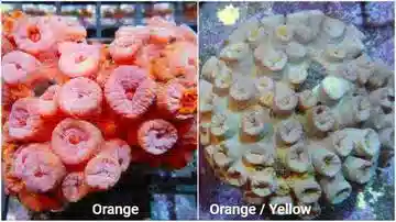 Sun Coral Tubastrea: Orange - Aquacultured