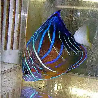 Annularis Angelfish