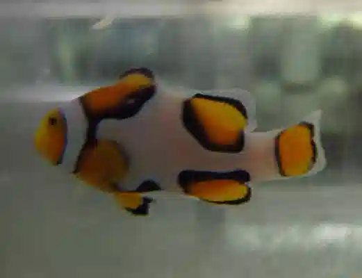 Picasso Percula Clownfish - Captive Bred Grade A