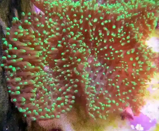 Mushroom Coral - Fuzzy Grass