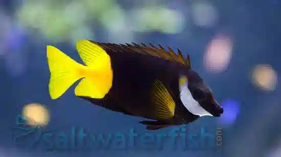 Fiji Bicolor Foxface